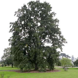 Mature Tilia tomentosa Petiolaris