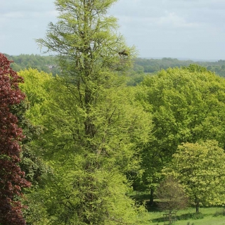 Mature Taxodium distichum