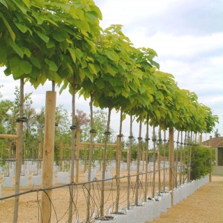 Catalpa bignonioides Aurea