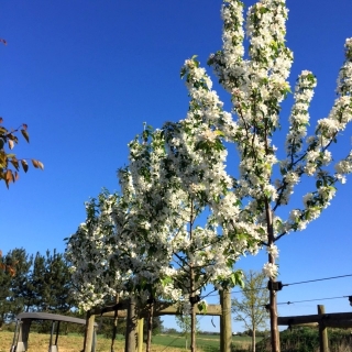 the crowns of Malus John Downie in flower