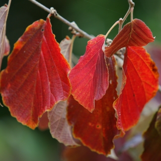 Autumn foliage of Hamamelis x intermedia Jelena