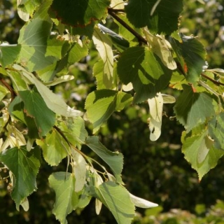 Tilia cordata Rancho foliage