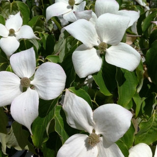beautiful white flowers of Cornus kousa China Girl