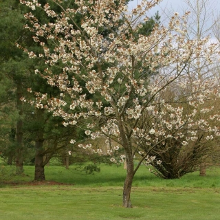 Mature Prunus Ukon