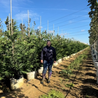 Cupressocyparis leylandii
