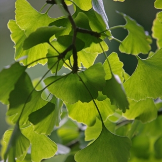 Ginkgo biloba Globosa foliage