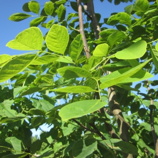 foliage of Cladrastis kentukea