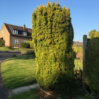 mature Taxus baccata Fastigiata Aureomarginata