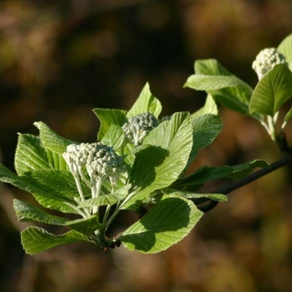 foliage of Sorbus Aria Majestica