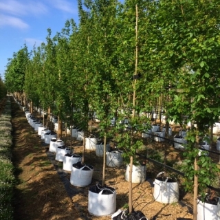 Acer campestre Streetwise at barcham trees