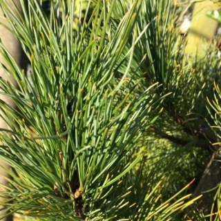 The needles of Pinus cembra