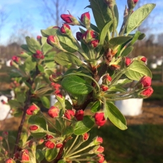 The red buds of Malus evereste