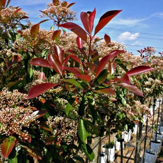 The foliage of Photinia x fraseri Red Robin