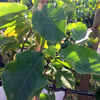 the leaves of Magnolia x Brooklynensis Elizabeth