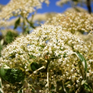 fowers of Cornus controversa Variegata