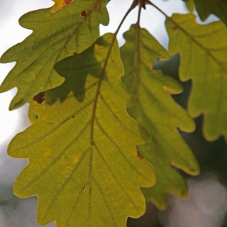 The lobed leaves of Quercus petraea