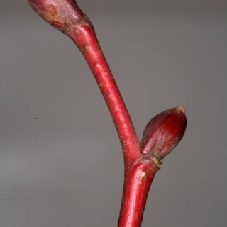 The red buds of Tilia platyphyllos Rubra