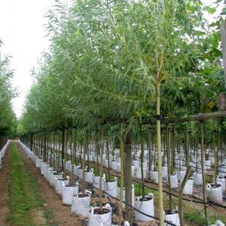 Row of Salix alba Chermesina at Barcham Trees nursery