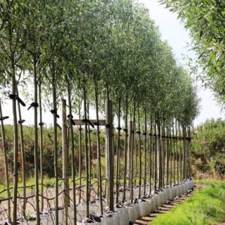 Salix alba Liempde in Summer foliage