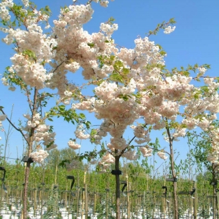 The beautiful pink flowers of Prunus Shimidsu Sakura