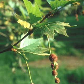 foliage of Platanus x hispanica