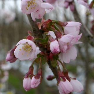 he flowers of Prunus hillieri Spire