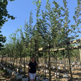 Tilia cordata Rancho