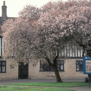 Mature Prunus cerasifera Nigra