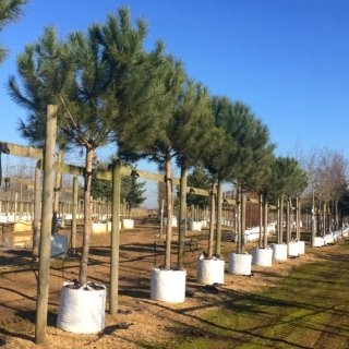 Pinus pinea at barcham trees