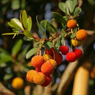 fruits of the Arbutus unedo (Standards)