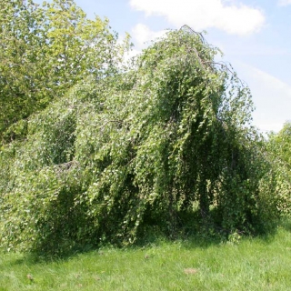 mature Betula pendula Youngii