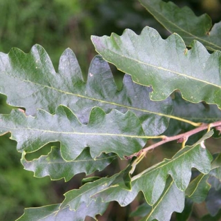 the lobed leaves of Quercus cerris