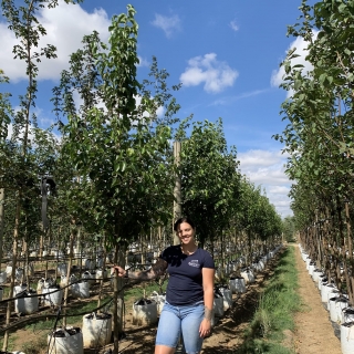 Pyrus calleryana Chanticleer