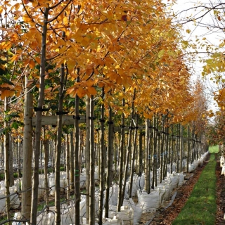 Row of Sorbus aria Magnifica displaying autumn colour on Barcham nursery
