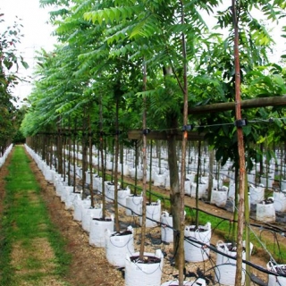 Ailanthus altissima on The Barcham trees nursery