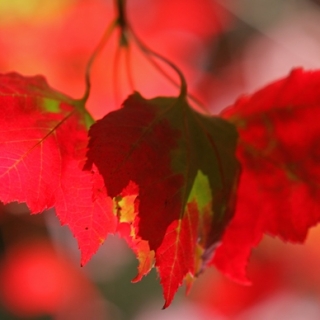 beautiful autumn foliage of Acer rubrum Red Sunset