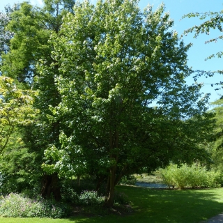 mature  Acer rubrum October Glory in summer