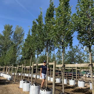 Carpinus betulus Frans Fontaine