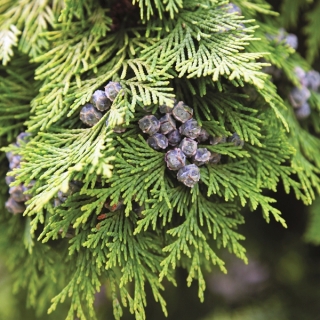 The foliage of Chamaecyparis Lawsoniana Stardust