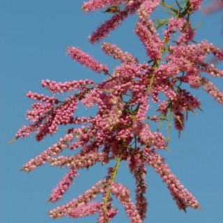 The pink flower of Tamarix tetandra