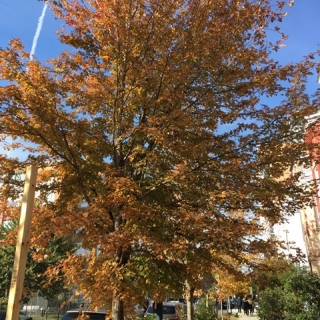 mature Acer buergerianum in a street