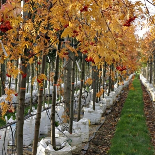 The stunning autumn colour of Sorbus aucuparia Rossica Major