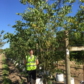 Cercis siliquastrum multi stem at barcahm trees