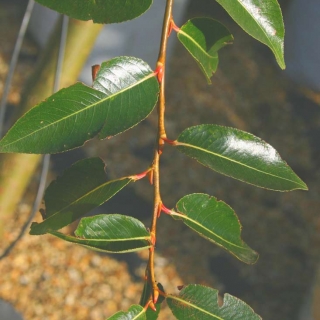 Salix pentandra foliage