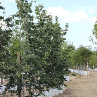 Cornus kousa Stella Pink at barcham trees