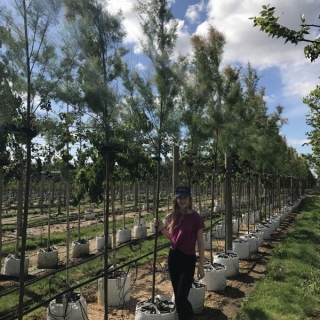 Tamarix aestivalis on Barcham Trees nursery to scale