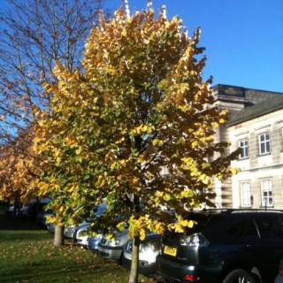 Tilia tomentosa Brabant planted at Harrogate showing autumn colour