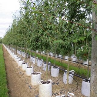 Cotoneaster Cornubia at barcham trees