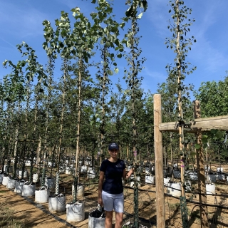 Populus tremula Erecta