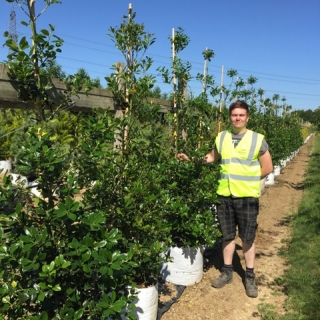 Ilex aquifolium J C Van Tol at barcham trees